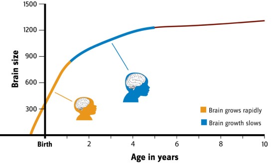 Human brains grow rapidly before birth through the first year an